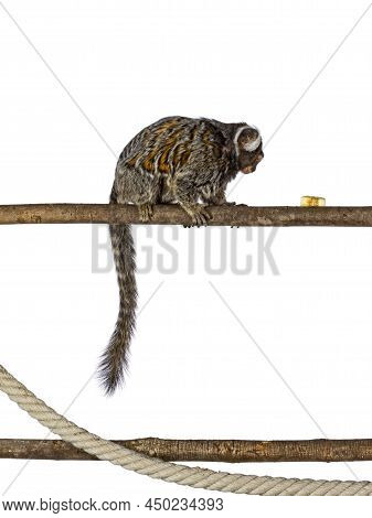 Cute Common Marmoset Monkey Aka Callithrix Jacchus, Sitting Side Ways On Branch. Looking Side Ways T