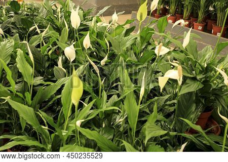 Colorful Spatiphyllum Wallisii Plants In The Garden Under The Sun