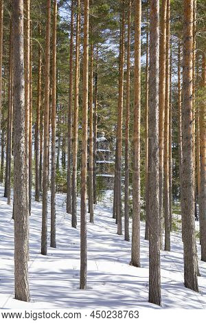 View Of The Pine Tree Forest In Winter And Labour Memorial On The Background, Hyterma (hyterma), Sav