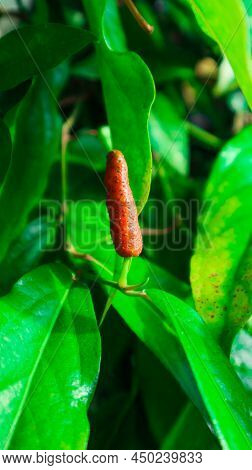 Green Long Pepper On Its Branch With Green Leaves
