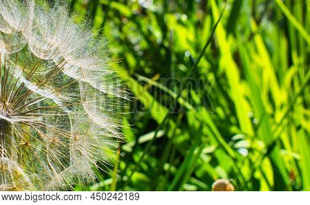 Close Up Of A Dandelion On A Background Of Green Leaves