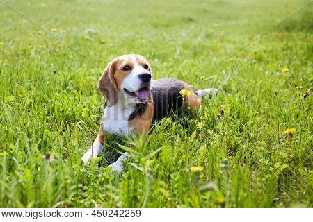 Cute Dog Beagle Is Lying On The Green Grass In A Summer Meadow On A Hot Sunny Day.