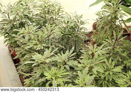 Beautiful Dizygotheca Plants In The Garden In Spain