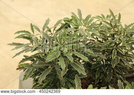 Beautiful Dizygotheca Plants In The Garden In Spain