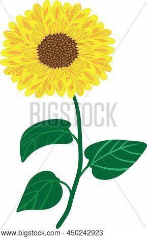 A Simple Single Sunflower Bloom Vector Clip Art