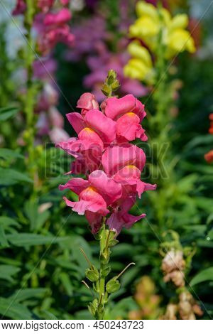 Antirrhinum Majus Dragon Flower Also Known As Snap Dragons And Tagetes Patula Is Blooming In The Gar
