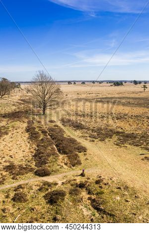 Heather Fields Of Nature Reserve Drents-friese Wold, Netherlands