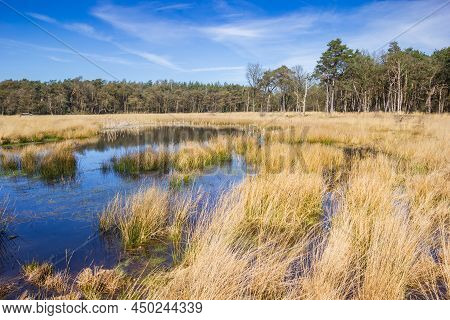 Yellow Reed At The Pond Of Nature Area Drents-friese Wold, Netherlands