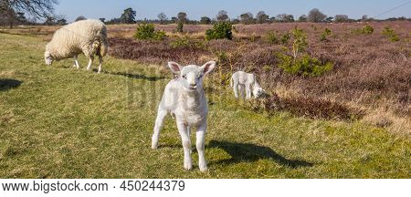 Panorama Of A Little White Lamb In The National Park Drents-friese Wold, Netherlands