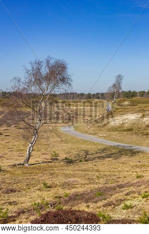 Bicycle Path Going Through The Dunes Of The Nature Reserve Drents-friese Wold, Netherlands