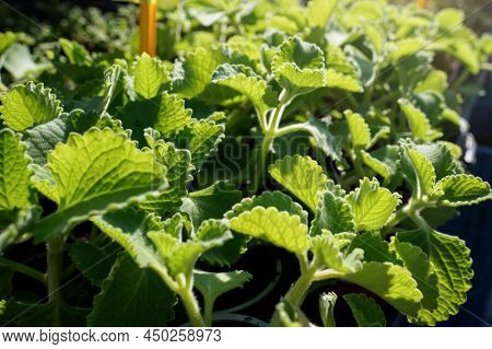 Sun Shines On Country Borage Indian Mint - Coleus Amboinicus - Herbs Displayed On Street Food Market