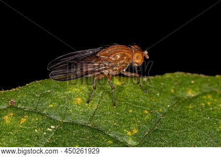 Adult Acalyptrate Fly Of The Zoosubsection Acalyptratae
