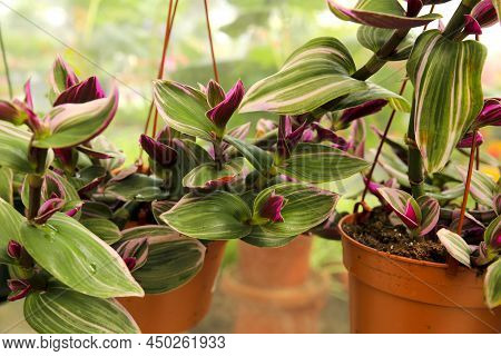Colorful Tradescantia Nanouk Plants In The Garden