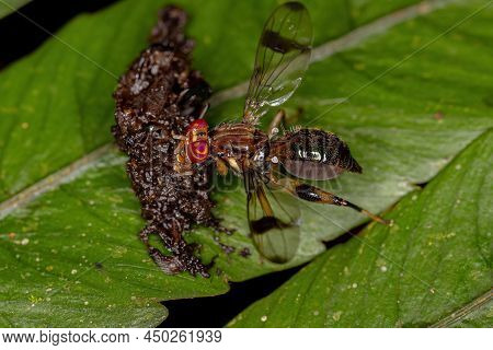 Adult Signal Fly Of The Family Richardiidae