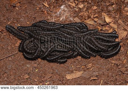 Black Pergid Sawflies Larvaes Of The Genus Perreyia