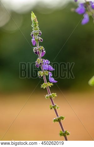 Woolly Plectranthus Plant Of The Species Coleus Barbatus