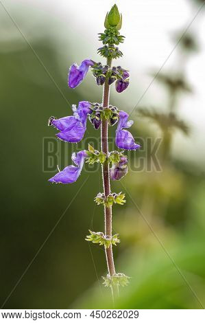 Woolly Plectranthus Plant Of The Species Coleus Barbatus