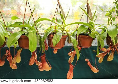 Beautiful Nepenthes Alata Plant In The Garden Under The Sun