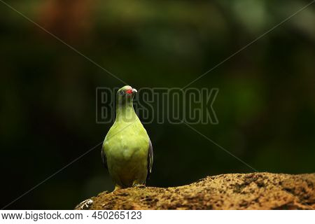 The African Green Pigeon (treron Calvus) Sitting On The Stone. Green Background. Morning Sun.