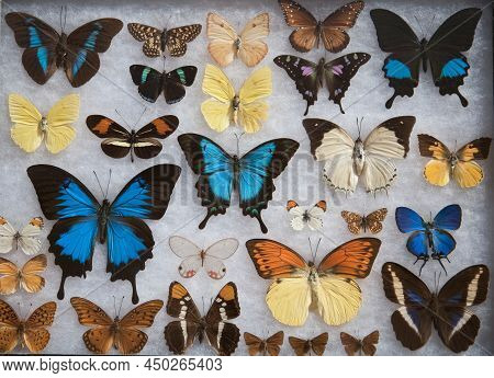 Colorful Tropical Butterflies Collection With White Background