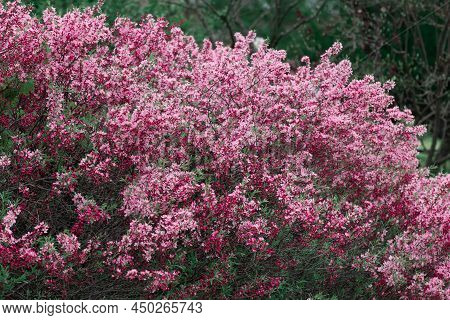 Prunus Tenella Blossoms Close Up. Nature Floral Background. Pink Dwarf Russian Almond Flowers In Spr