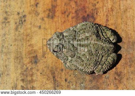 Texas Toad Anaxyrus Speciosus On Metal Paper In Garden