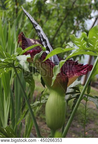 Dragon Arum - Dracunculus Vulgaris Or Dragon Lily In Outdoor Garden