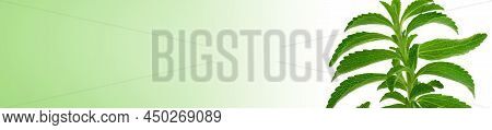 Stevia Rebaudiana.stevia Banner. Green Stevia On White Background With Green Gradient.organic Natura