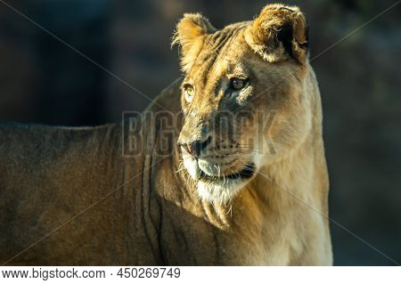 A Muscular, Deep-chested Body Cat Strolling Around Reid Park Zoo