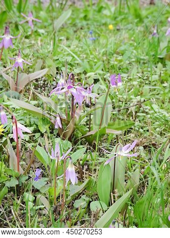 Erythronium Sibirica, Siberian Kandyk Or Dogtooth Or Katakuri In Spring Meadow, Selective Focus