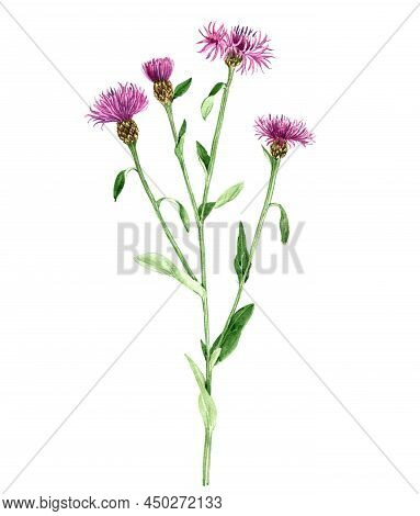 Watercolor Drawing Plant Of Brown Knapweed, Centaurea Jacea Isolated At White Background , Hand Draw