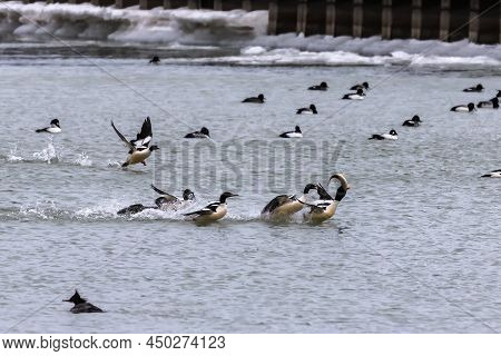 A Flock Of Common Mergansers Chasing Males With Caught Fish