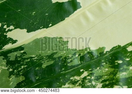 Close-up Leaf Vein Of Alocasia Macrorrhizos, Beautiful Green-yellow Leaf With Stripe Lines For The B