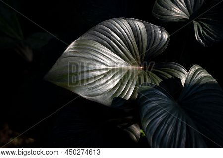 Close-up Of Homalomena, Beautiful Dark Green Leaves With Light And Shadow On A Dark Background.