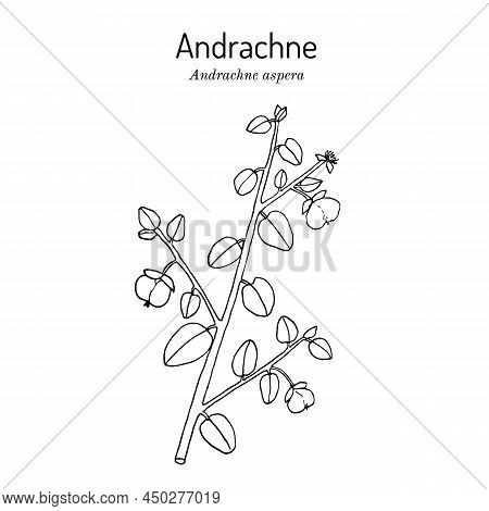 Andrachne Andrachne Aspera , Medicinal Plant. Hand Drawn Botanical Vector Illustration