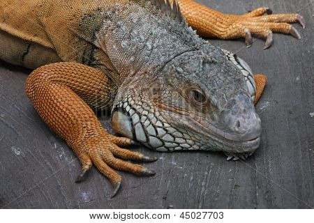 จิ้งจกในส่วนเหลือ