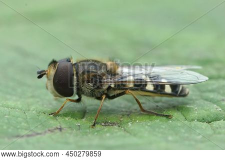 Closeup On A Pied Hoverfly, Scaeva Pyrastri, Sitting On A Green Leaf In The Garden