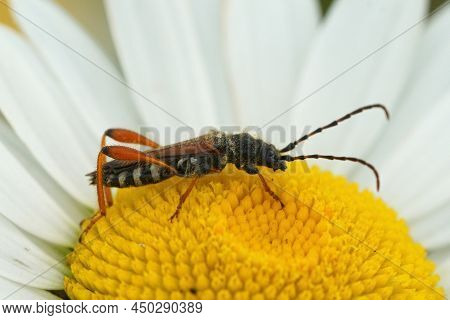Closeup On A On Small Brown Longhorn Beetle, Stenopterus Rufus, Sitting On An Ox-eye Daisy Flower, L
