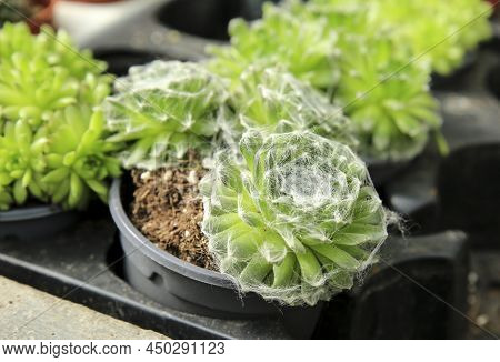 Beautiful Sempervivum Arachnoideum Plants In The Garden