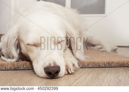 Puppy Dog Sleeping And Wating At The Front Door