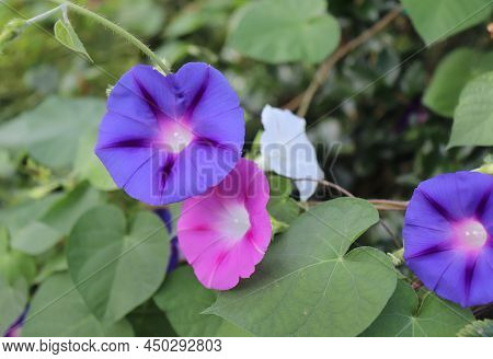 Closeup Morning Glory Flower In A Garden. Ipomoea Purpurea, The Common Morning-glory, Tall Morning-g