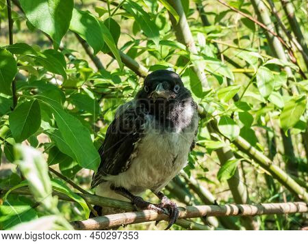 Close-up Shot Of The Juvenile Hooded Crow (corvus Cornix) With Dark Plumage With Blue And Grey Eyes 