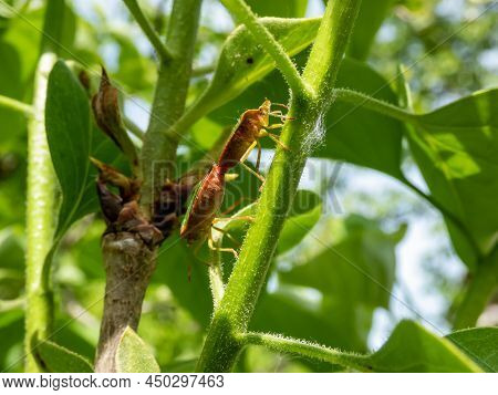 Close-up Shot Of A Couple Of The Common Green Shieldbugs (palomena Prasina) On A Stem Of A Green Pla