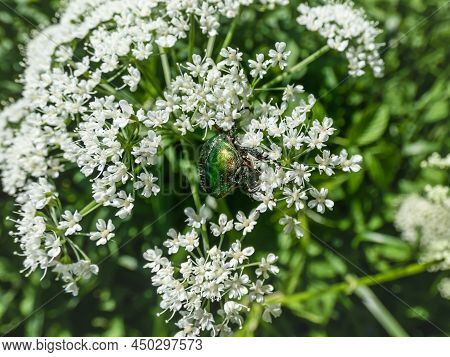 Macro Shot Of A Metallic Rose Chafer Or The Green Rose Chafer (cetonia Aurata) Crawling On A White F