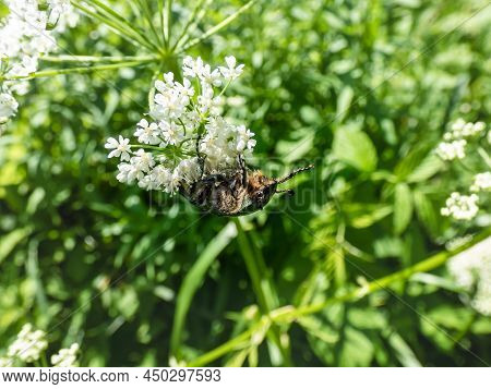 Macro Shot Of A Metallic Rose Chafer Or The Green Rose Chafer (cetonia Aurata) Crawling On A White F