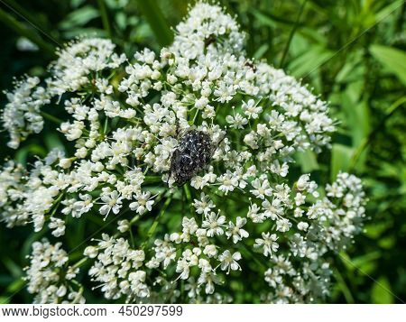 Macro Shot Of The Adult White Spotted Rose Beetle (oxythyrea Funesta) On A Flower In Bright Sunlight