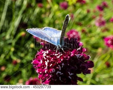 Close-up Of Adult Male Of The Common Blue Butterfly Or European Common Blue (polyommatus Icarus) Wit