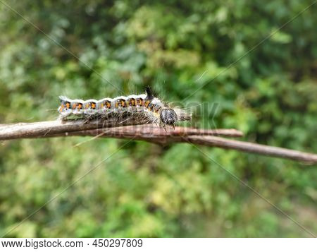 Macro Shot Of The Caterpillar Of The Grey Dagger (acronicta Psi) On A Branch Outdoors In Bright Sunl