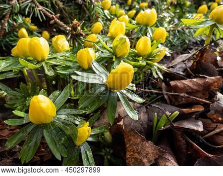 Macro Of The Winter Aconite (eranthis Hyemalis) Starting To Bloom In Spring In Bright Sunlight. One 
