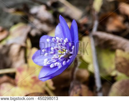 Beautiful Macro Shot Of A First Single Wildflower Large Blue Hepatica (hepatica Transsilvanica) Star
